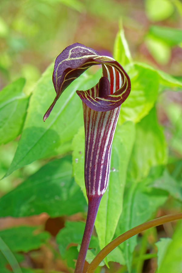 Jack In The Pulpit 2 Photograph by David Rowe - Fine Art America