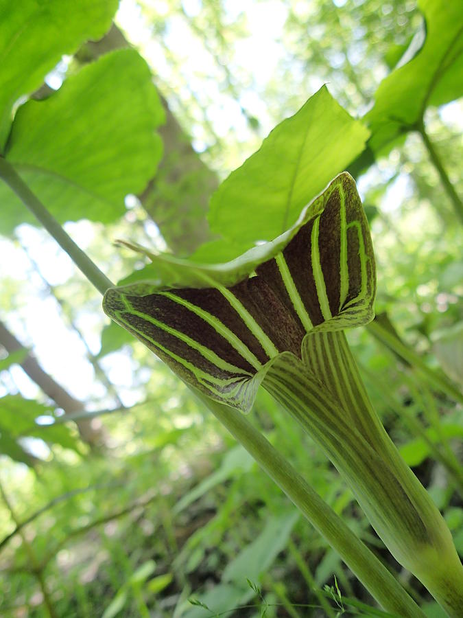 Jack in the Pulpit 2 Photograph by Robert Nickologianis