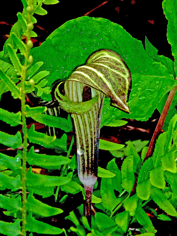 Jack-in-the-Pulpit Photograph by Allen Nice-Webb