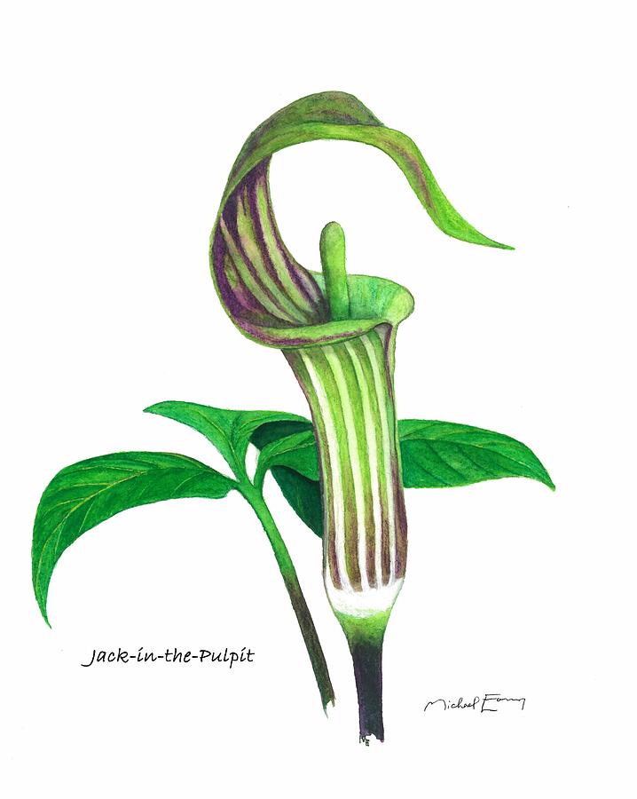 Nature Painting - Jack-In-the-Pulpit - Arisaema triphyllum by Michael Earney