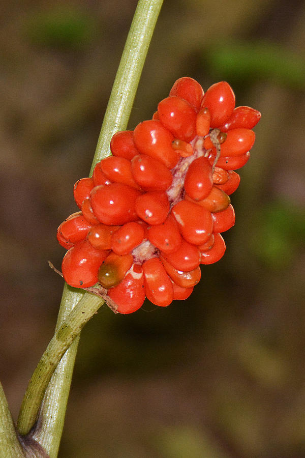 Jack-in-the-Pulpit Berries Photograph by Alan Lenk