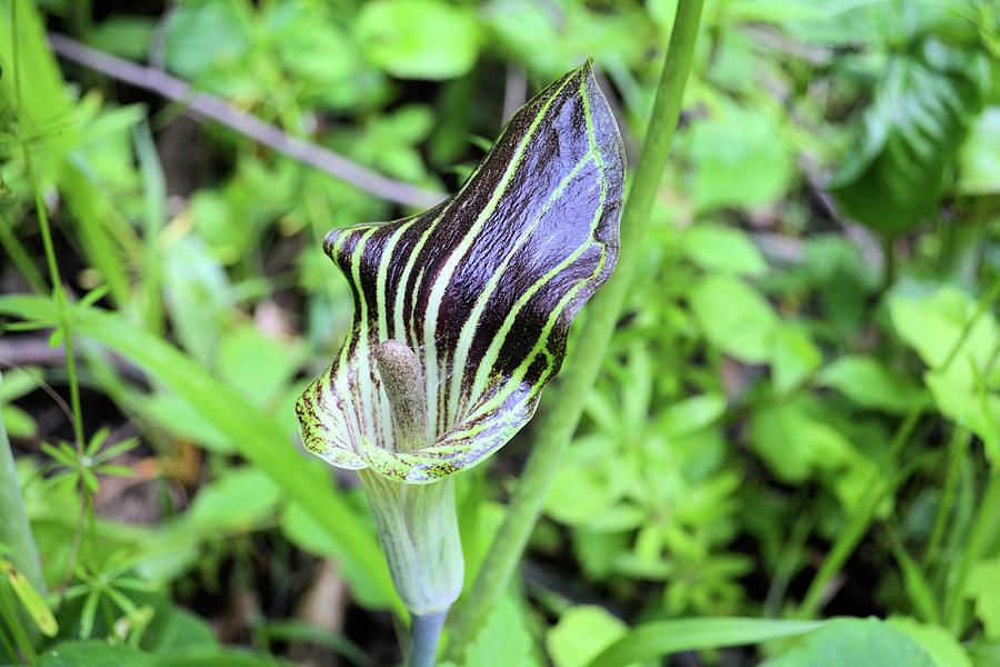 Jack In The Pulpit Photograph by Bonfire Photography
