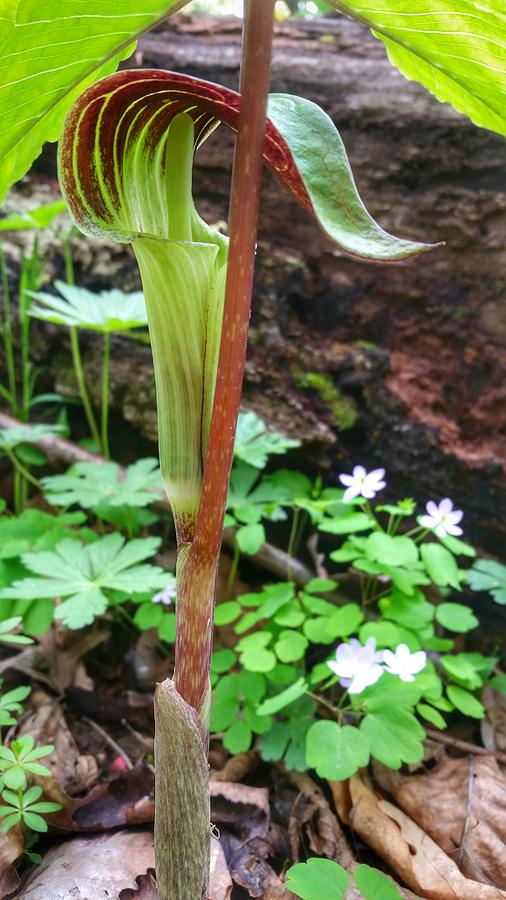 Jack In The Pulpit Photograph by Brook Burling