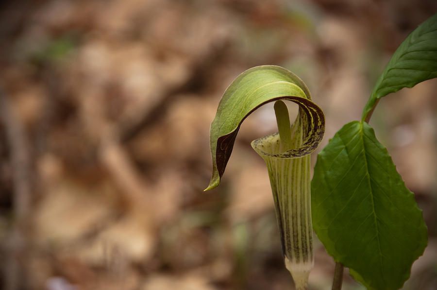 Jack in the Pulpit Photograph by David Arment