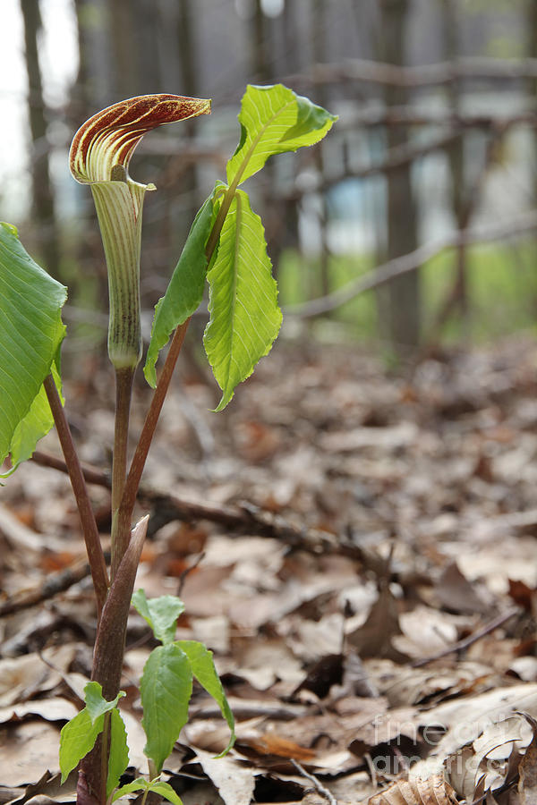 Jack in the Pulpit Photograph by David Frederick