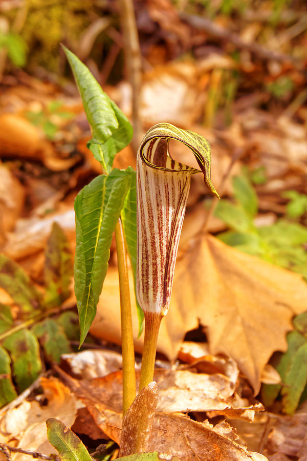 Jack In The Pulpit Photograph By David Rowe Pixels   Jack In The Pulpit David Rowe 