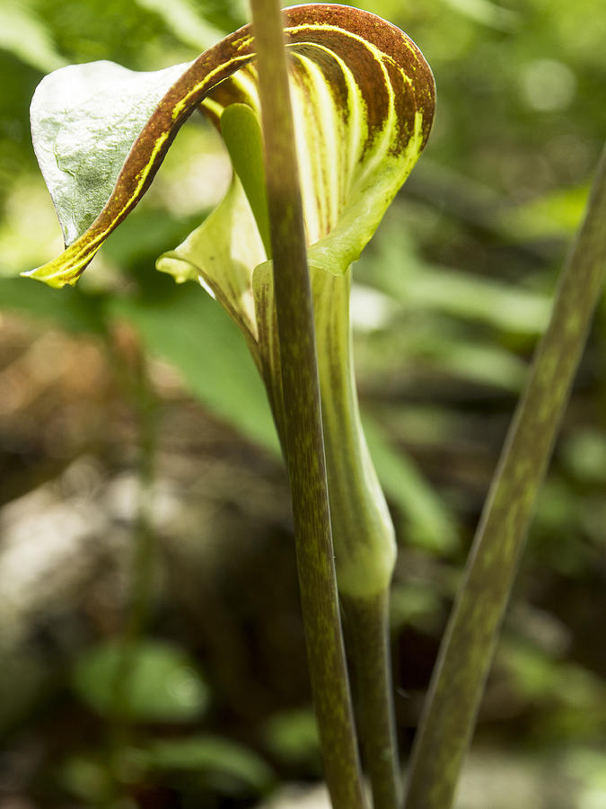 Jack In the Pulpit Photograph by Ian Johnson