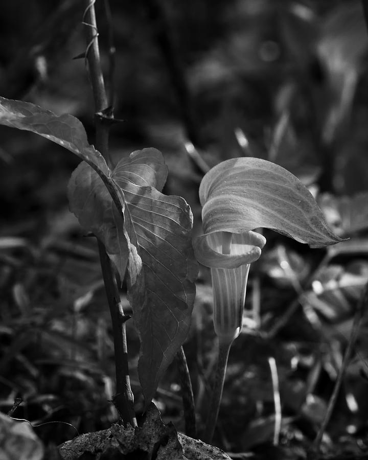 Jack-In-The-Pulpit in Black and White Photograph by Michael Dougherty