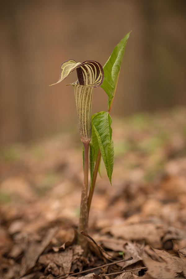 Jack In The Pulpit Photograph by Joye Ardyn Durham