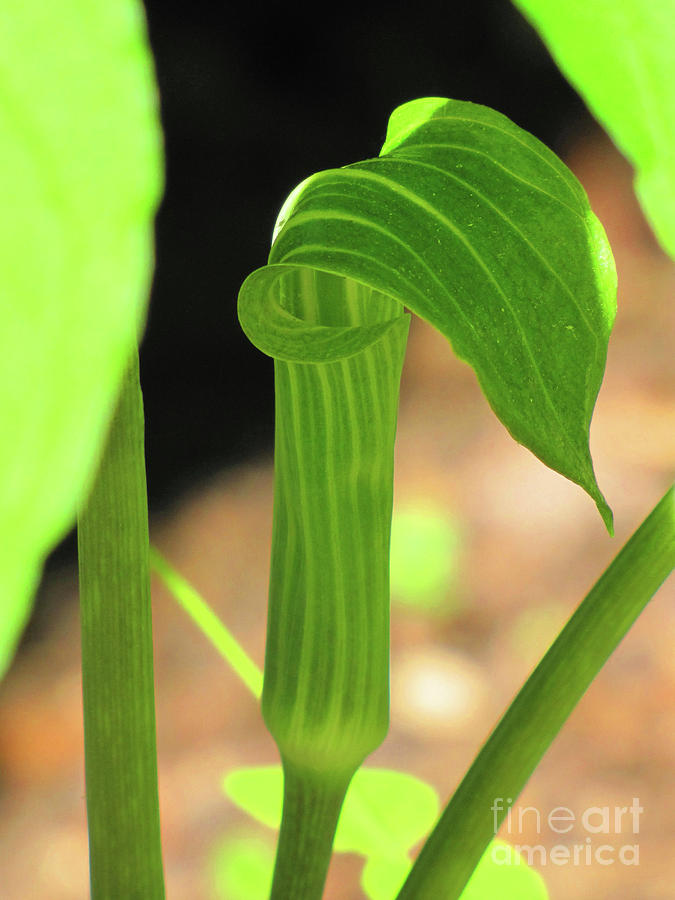 Jack In The Pulpit Photograph by Pamela Iris Harden