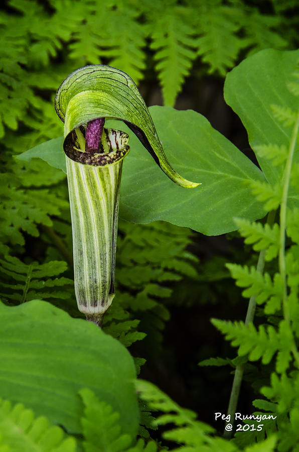 Jack in the Pulpit Photograph by Peg Runyan