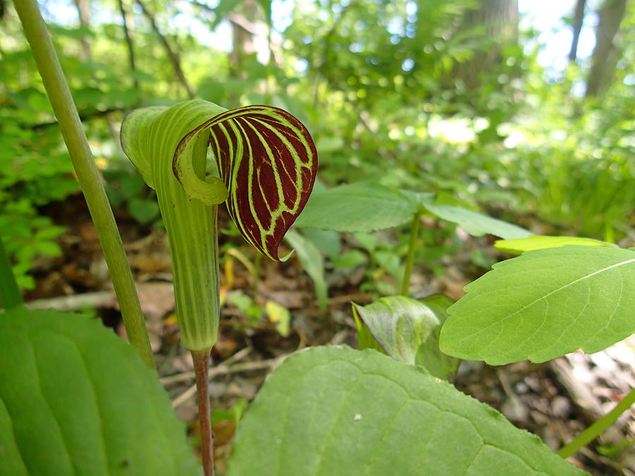 Jack In The Pulpit Photograph by Robert Nickologianis | Fine Art America