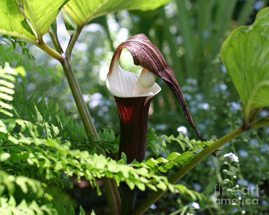 Jack In The Pulpit Photograph by Smilin Eyes Treasures