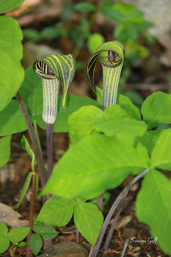 Nature Photograph - Jack in the Pulpit by Suzanne Gaff