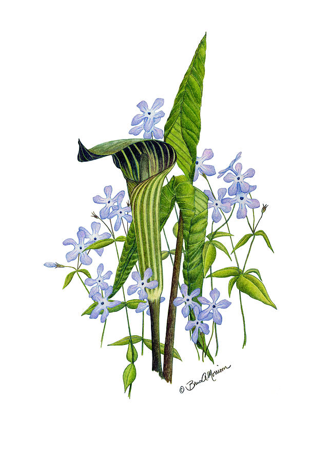 Jack-in-the-Pulpit with Wild Sweet Williams Drawing by Bruce Morrison