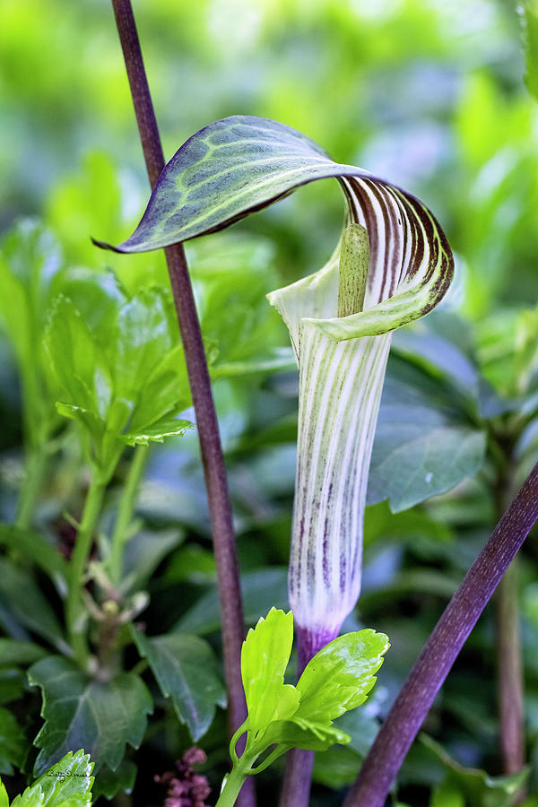 Flower Photograph - Jack in the Pulpit Woodland Flowers by Betty Denise