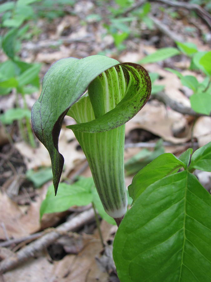 Jack-in-the-pulpit,wildflower Photograph by David Hand