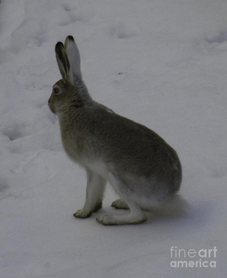 Jack Rabbit Photograph by Donna L Munro