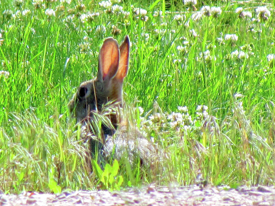 Jack Rabbit - Easter Bunny Photograph by Marie Jamieson