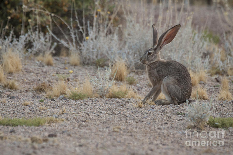 Nature Photograph - Jack Rabbit in the desert by Ruth Jolly