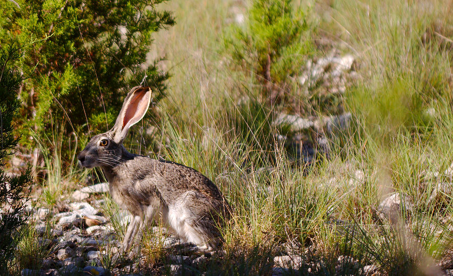 Jack rabbit Photograph by James Smullins