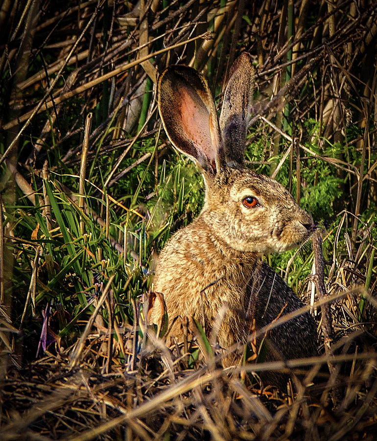 Jack Rabbit Photograph by Jean Noren