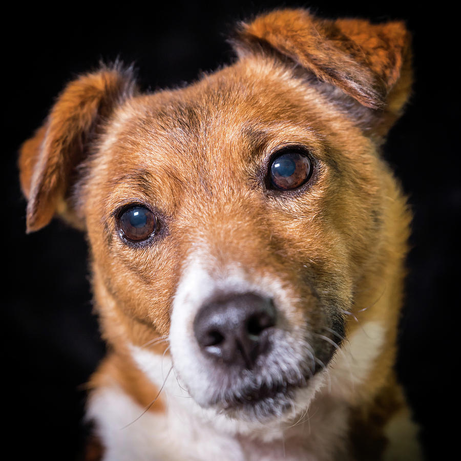 Dog Photograph - Jack Russell #3 by Nick Bywater