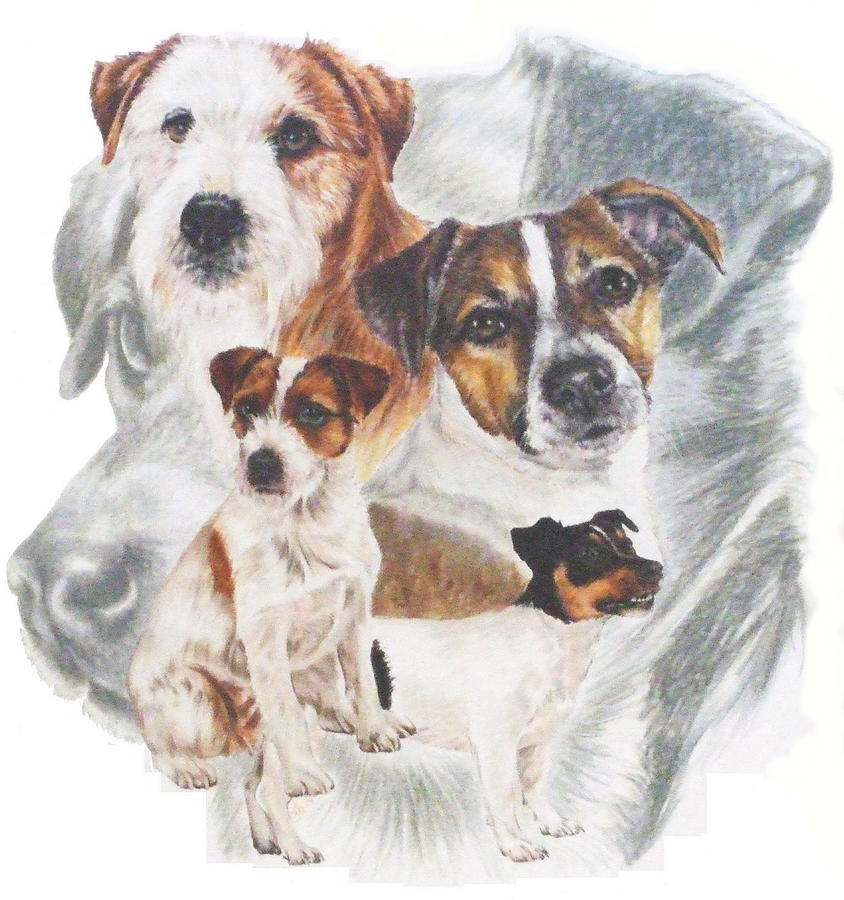 Jack Russell Grouping Mixed Media by Barbara Keith