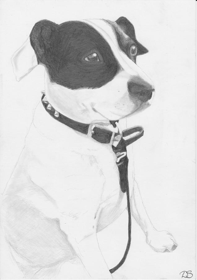 Dog Drawing - Jack Russell Cross by David Smith