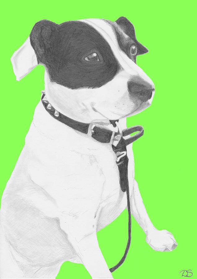 Dog Drawing - Jack Russell Cross with Green Background by David Smith