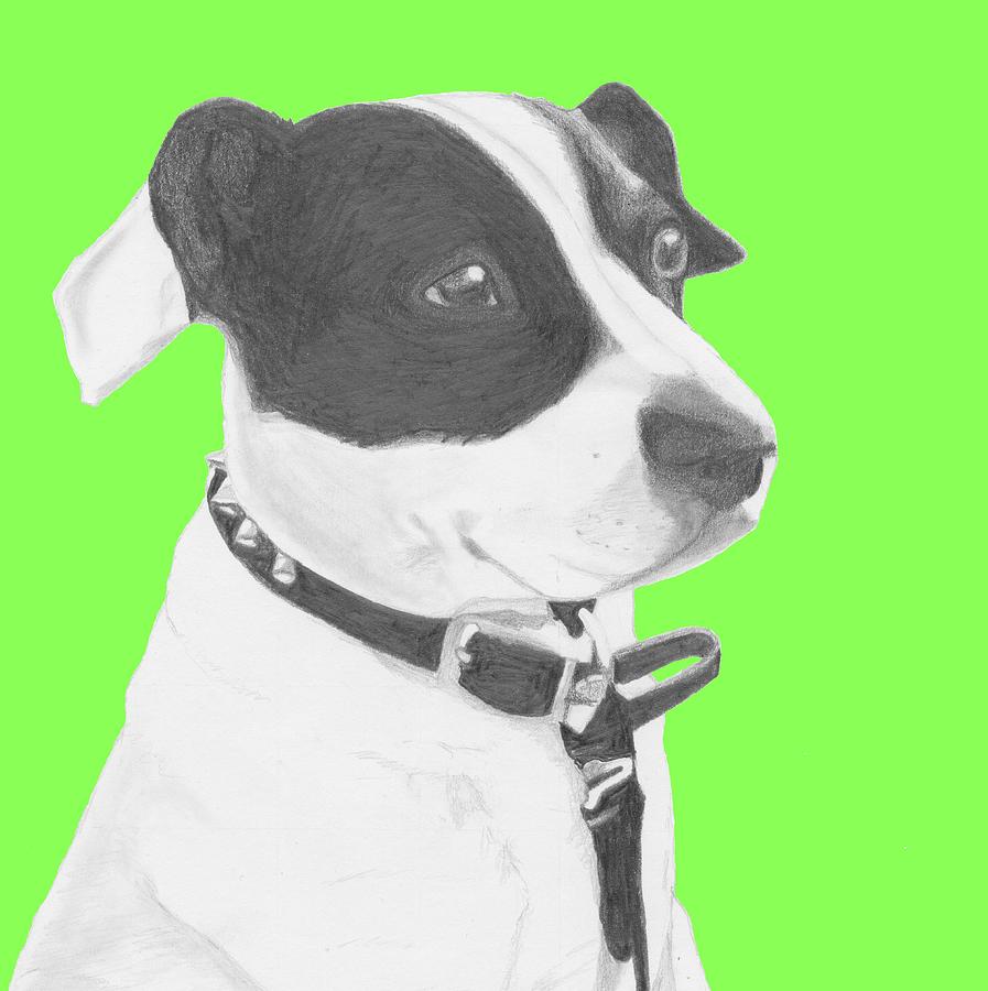 Dog Drawing - Jack Russell Crossbreed in Green Headshot by David Smith