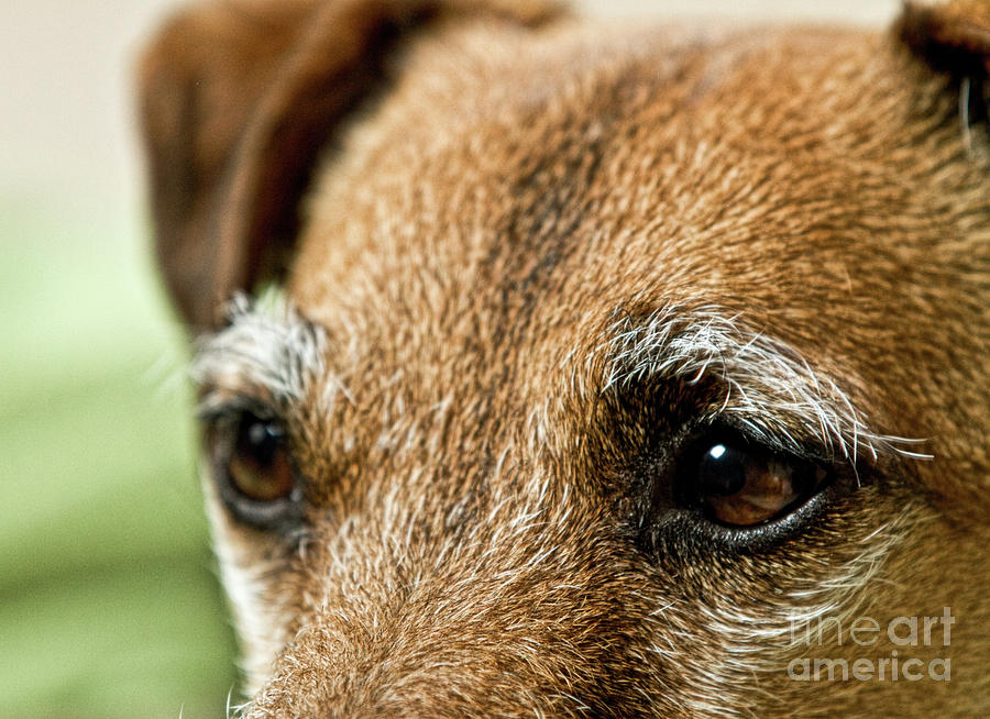 Dog Photograph - Jack Russell Eyes by Susan  Coppola