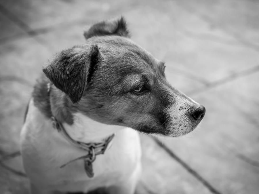 Jack Russell Photograph by Nick Bywater