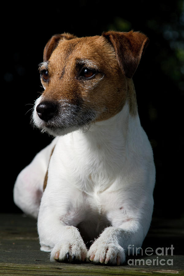 Dog Photograph - Jack Russell Princess by Susan  Coppola