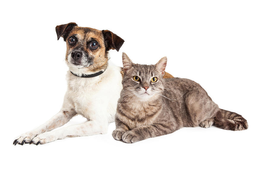 Jack Russell Terrier Dog and Tabby Cat Photograph by Good Focused