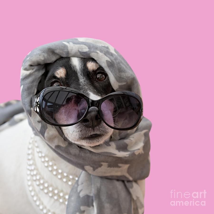 Dog Photograph - Jack Russell Terrier Dog Headscarf Shades and Beads by Natalie Kinnear