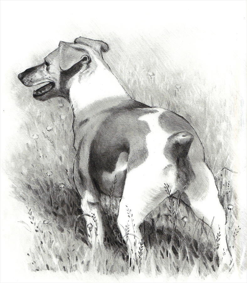 Jack Russell Terrier Drawing by Joyce Geleynse