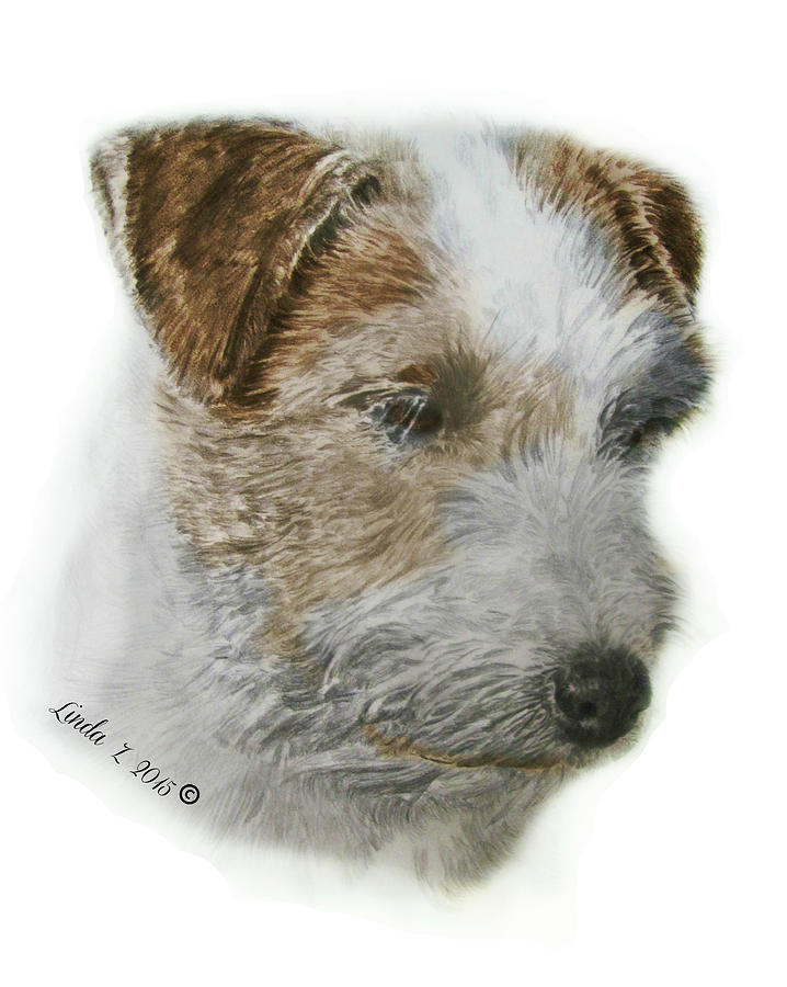 Jack Russell Terrier Drawing by Linda Zielinski