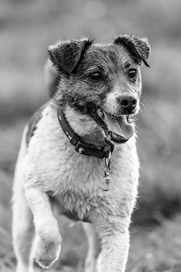 Jack Russell Terrier Photograph by Nick Bywater