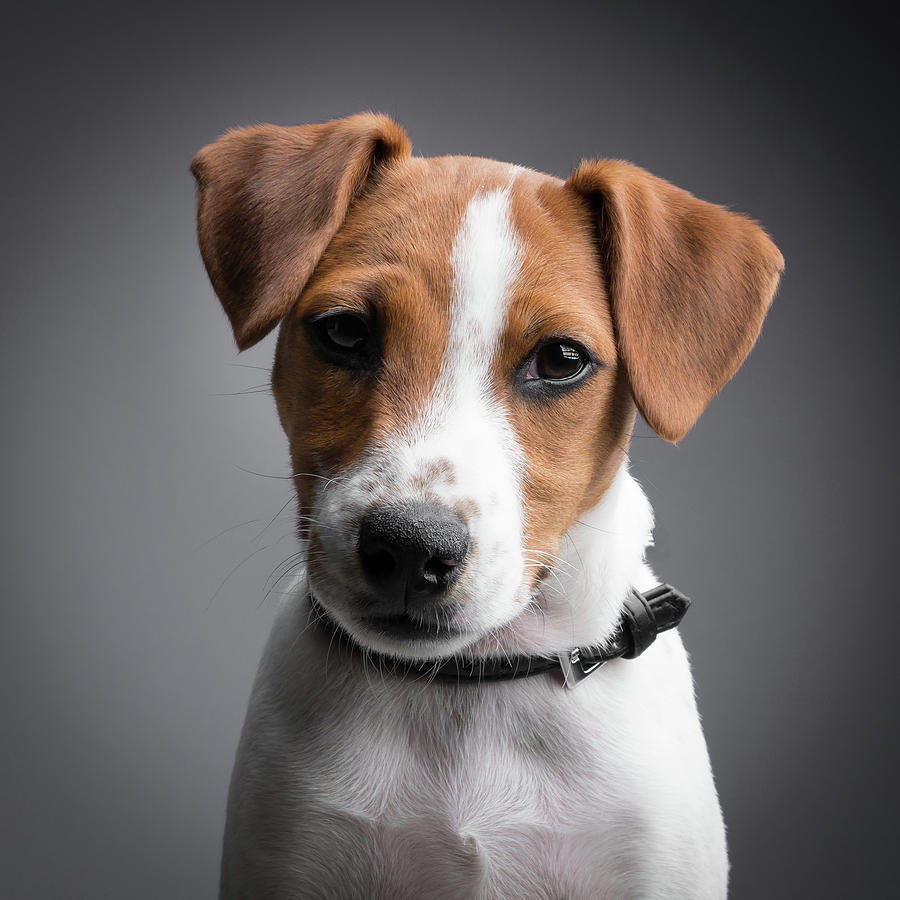 Jack Russell Terrier / Jack Russell Terrier Dog Breed Information ...