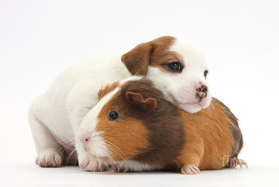 Jack Russell Terrier Puppy Guinea Pig Photograph by Mark Taylor