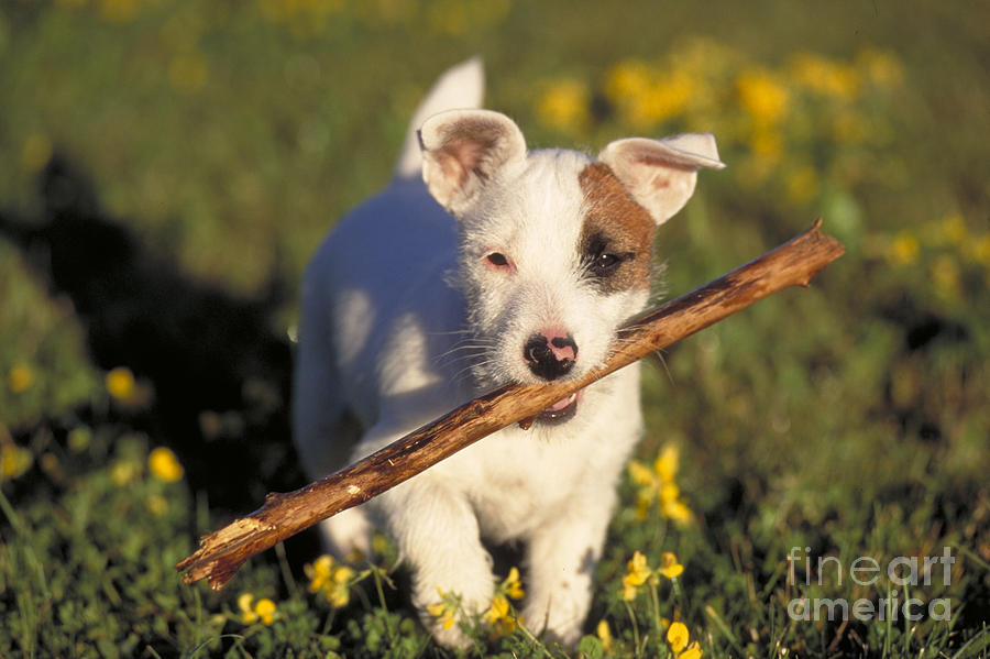 Jack Russell Terrier Puppy Retrieving Photograph by Alan and Sandy Carey