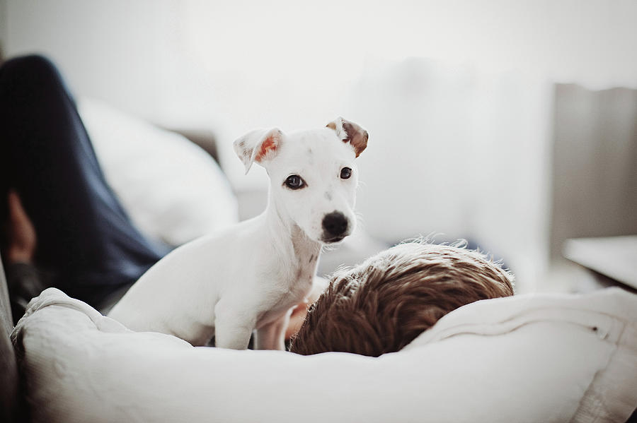 Jack Russell Terrier Puppy With His Owner Photograph by Lifestyle photographer Jack Russell Terrier Puppy With His Owner Photograph by Lifestyle photographer