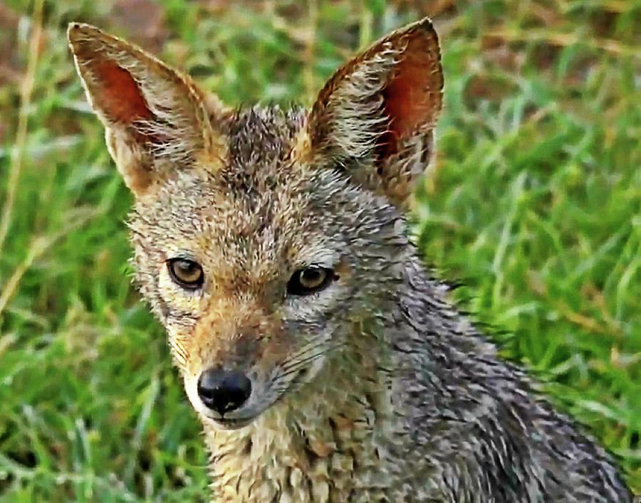 Jackal pup Photograph by Gini Moore