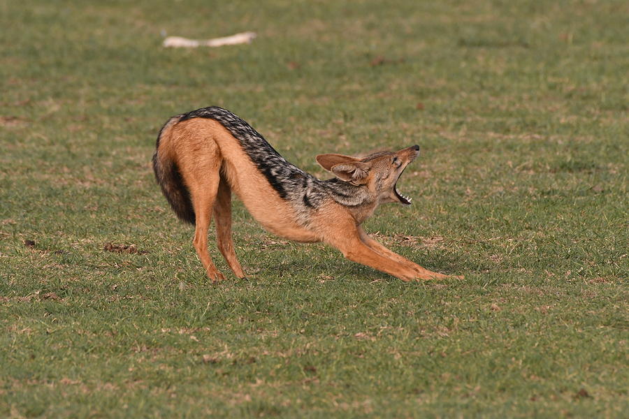 Jackal Relax by Sue Jarrett Jackal Relax by Sue Jarrett