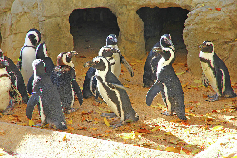 Jackass African Penguins just Hanging out Colorado 2 11102017 Photograph by David Frederick