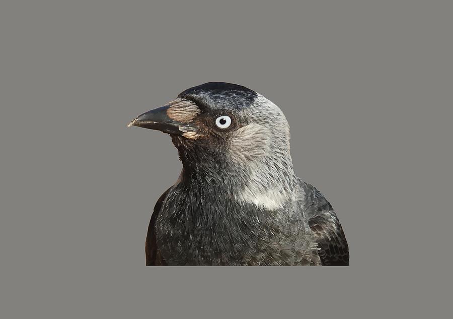Up Movie Photograph - Jackdaw Corvus monedula Bird Portrait Vector by Taiche Acrylic Art
