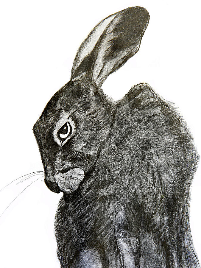 Jackrabbit Jock by Linde Townsend Jackrabbit Jock by Linde Townsend