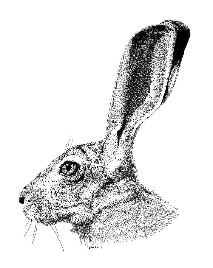 jack rabbit illustration