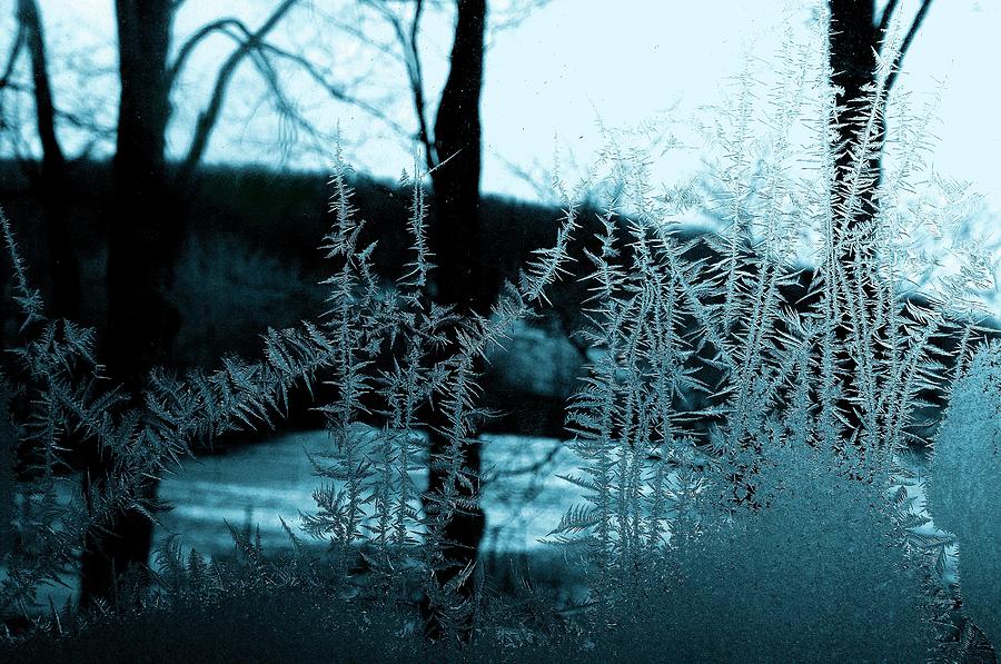 Winter Photograph - Jacks Return by Danielle R T Haney